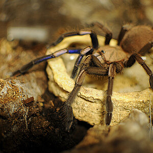 New Camera: Electric Blue Female