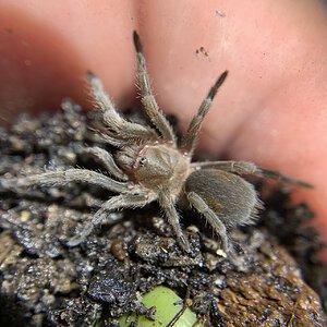 Bistriopelma lamasi .75” dls