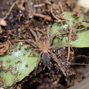 Plesiopelma sp. Bolivia .4” dls