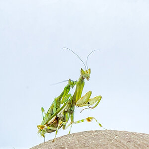 Galinthias amoena mating pair