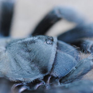 Aphonopelma steindachneri