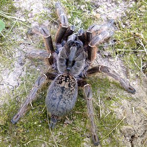 Ceratogyrus darlingi - Female