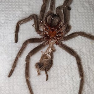 L. parahybana sexing molt