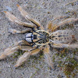 Augacephalus ezendami - Female