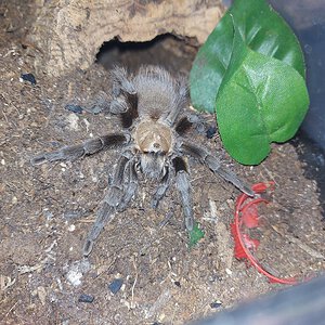 20210511_aphonopelma2.jpg