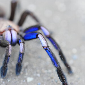 Chilobrachys sp. "Elelectric Blue"_”Leg I Side View