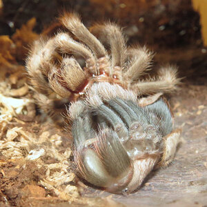 Molting Aphonopelma chalcodes (♀ 2")