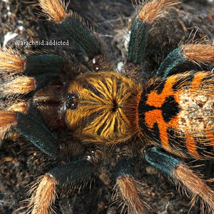 Chromatopelma cyaneopubescens.