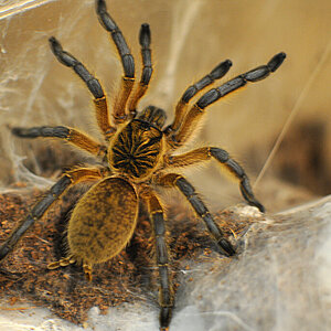Sub-Adult Harpactira pulchripes- trying to find the ideal ISO
