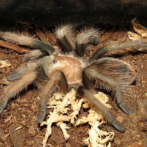 Aphonopelma chalcodes (♀ 2")