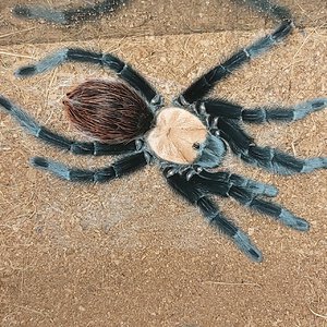 Brachypelma "albistretch"