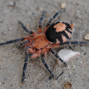 Cyriocosmus perezmilesi - Female