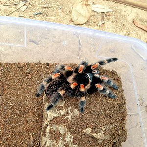 Brachypelma hamorii female.jpeg