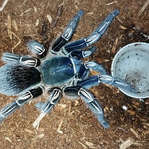 Blue Stripe Knee Post Molt