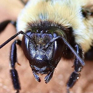 Common eastern bumblebee, Bombus impatiens