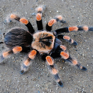 Brachypelma smithi - Female