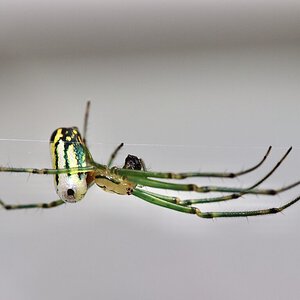 Orchard orbweaver, Leucauge argyrobapta