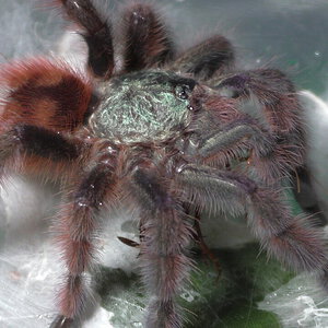 Caribena versicolor