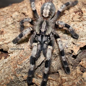 0.1 Poecilotheria miranda