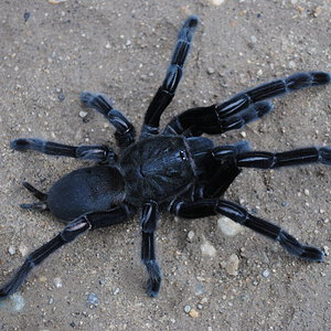 Chilobrachys sp. “Nighthawk Black Pearl” _Possibly dyscolus “Black” - Female