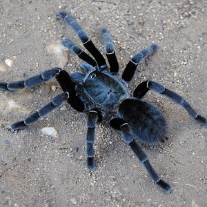 Cyriopagopus minax “Post-Molt - Female