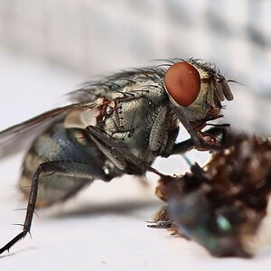 Sarcophagid fly eating some lizard poo....