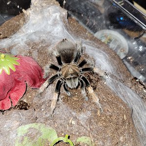 Unknown Aphonopelma spp.