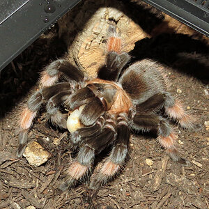 Glutton (♀ Brachypelma emilia 5") [1/3]