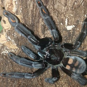 Mature female P. irminia raised from a tiny sling