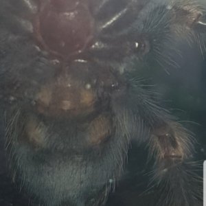 2" B.smithi