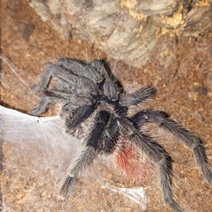 Thrixopelma Ockerti