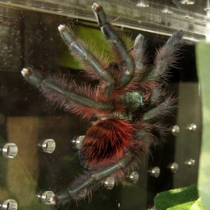 Freshly Molted Caribena versicolor (3")