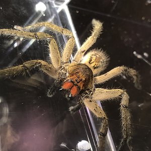 Red Fang Wandering Spider