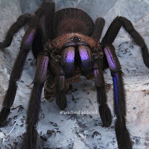 Chilobrachys sp. "Electric Blue".