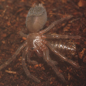 Pterinopelma sazimai - Sling wrestling a Dubia 1