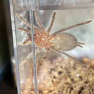 T. albopilosus 1” DLS