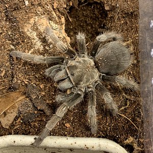 Aphonopelma johnnycashi 2.5" dls