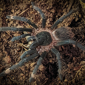 Sericopelma sp Santa Catalina sling