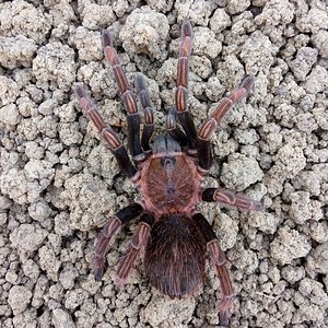 Sericopelma sp Santa Catalina SAF