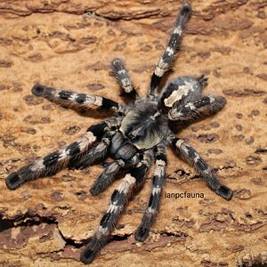 0.1 Poecilotheria tigrinawesseli