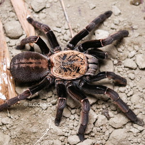 Haplopelma/Cyriopagopus sp. Bach ma