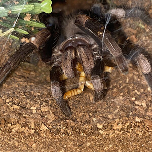 H. himalayana eating mealworms