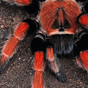 Brachypelma boehmei.