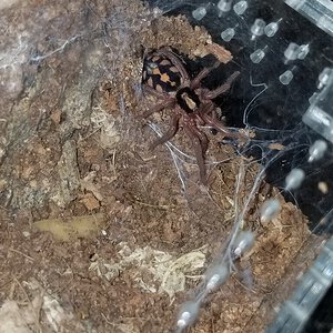 Hapalopus sp. Colombia sling