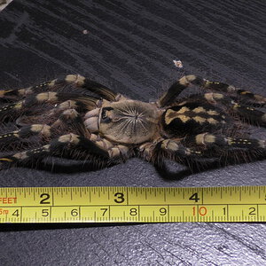 Poecilotheria subfusca "Highland" (Supposedly)