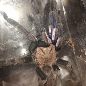 Seven Inch Chilobrachys, Three