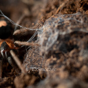 Lil’ Bean- Cyriocosmus elegans (.5in)