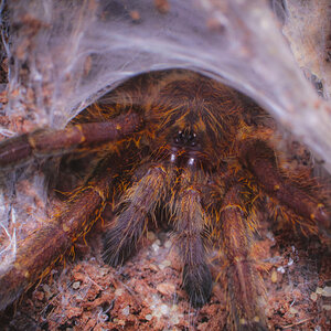 P.murinus "RCF" - Hole with legs