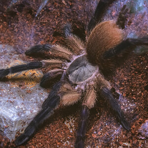 M. balfouri