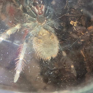 Nhandu chromatus with magnifying glass